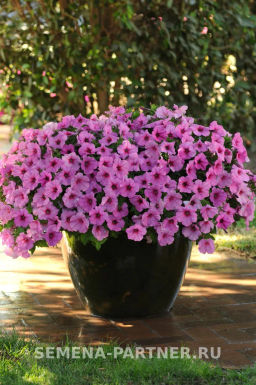 Петуния Изи Вэйв Пинк Пейшен каскадно-ампельная розовая - Партнер фото 4
