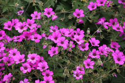 Герань садовая (смесь) 1 год ЗКС тара 0,5л