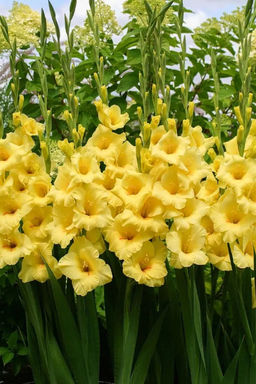 ГЛАДИОЛУС Бананарама Разбор 10/12 Кол-во упак., шт 8