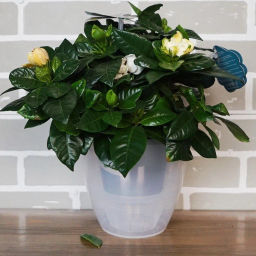 Горшок для цветов ДЕКО ТВИН 2.5л, Прозрачный (ДЕК 2,5 ПР) /Крассула/  фото 3