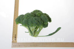 Капуста брокколи Батавия - Партнер фото 4
