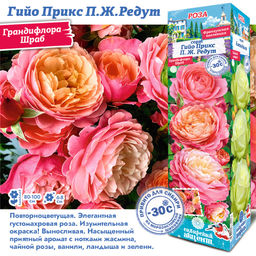 Роза Гийо Прикс П.Ж.Редут (Грандифлора/Шраб) 1шт