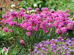 Армерия приморская Монинг Стар Дип Роуз