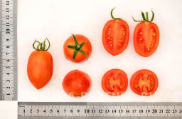 Томат Пламя - Партнер фото 5