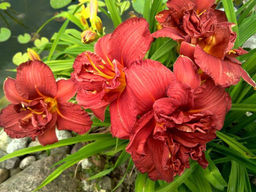 Лилейник Дабл Файркрэкер - Долина роз фото 2