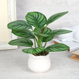 Цветочная композиция Калатея 27 см / SL-6 /уп 48/ - Галеонтрейд фото 6