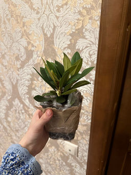 Рододендрон Каролина Альбрук