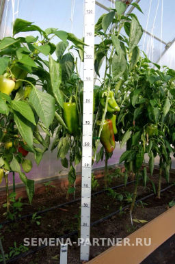 Перец сладкий Ламуйо - Партнер фото 6