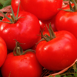 6239U Томат Маргарита блюз F1 5шт