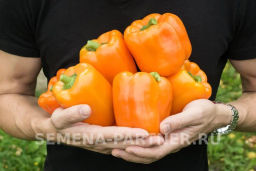 Перец сладкий Аллар - Партнер фото 5