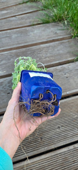 Котовник Фассена Сикс Хиллс Джиант Голд