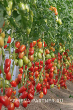 Томат Костик - Партнер фото 4