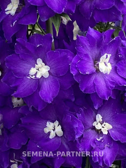 Дельфиниум Перпл Пейшен - Партнер фото 7