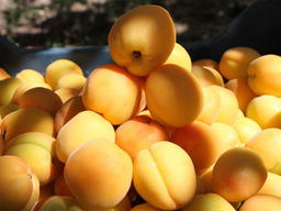 Абрикос Белый Шалах