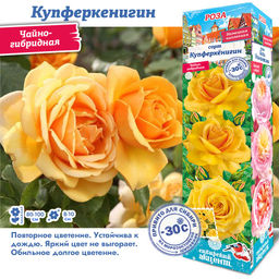 Роза Купферкенигин (Чайно-гибридная) 1шт
