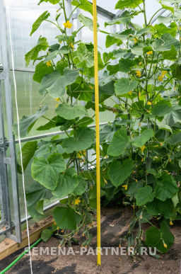 Огурец партенокарпический Бинго - Партнер фото 4