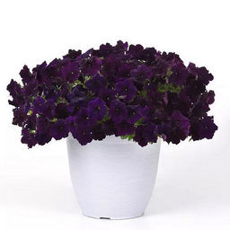 5240D Петуния Изи Вейв Неви Велюр 5шт