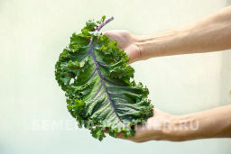 Капуста листовая кудрявая Скарлет - Партнер фото 7