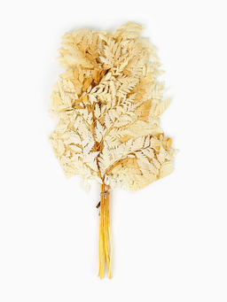 Сухоцвет Папоротник МИКС, 10 шт в упаковке