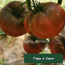 Гари О Сена