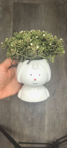 Крассула Гумберта - 1000корней фото 3