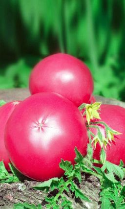 Томат ВИКТОРИЯ F1 Стабильно урожайный! Высокая устойчивость к болезням! До 10 кг вкусных плодов с куста!