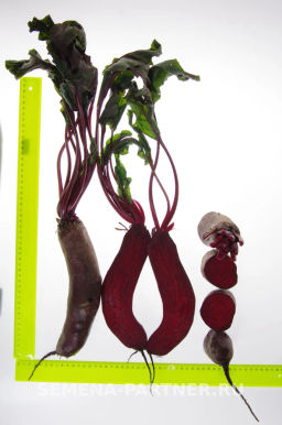 Свекла столовая Таунус - Партнер фото 4