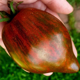 7071T Томат Сердце Марши 10шт