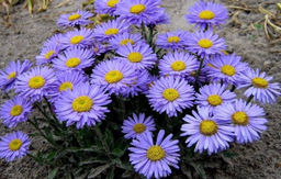 Астра альпийская (смесь сортов) - 1000корней фото 3