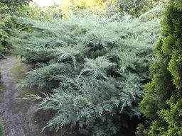 Можжевельник средний Пфитцериана Глаука