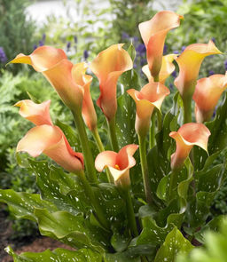 Калла Cameleon - Голландские луковицы фото 2