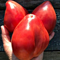 7122T Томат Литовский хохлатый розовый 10шт