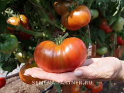 Томат Тасманский Шоколад - Партнер фото 6