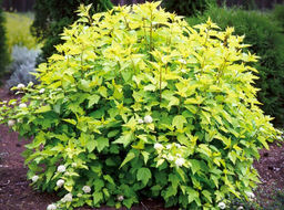 Пузыреплодник калинолистный (зеленый лист) 3 года ЗКС тара 2л