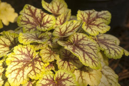 Гейхера Picasso (Гибридная) - Голландские луковицы фото 4