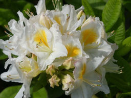 Азалия крупноцветковая Oxydol (Оксидол) - Долина роз фото 6