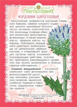 Мордовник шароголовый (семена) - Мариславна фото 3