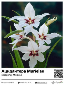 Ацидантера Murielae (гладиолус Мюриэл)