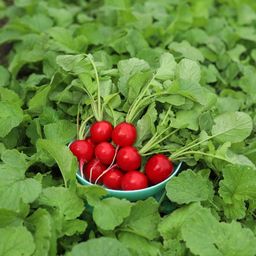 Редис КРАСА АЛТАЯ  Раннеспелый! Теневыносливый! В холодильнике хранится до 30 дней! Сибирская селекция! - Уральский дачник фото 3