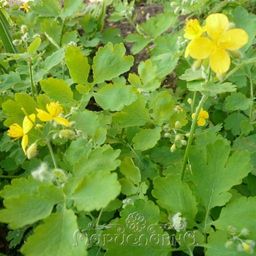 Масло чистотела (инфуз) - Мариславна фото 2