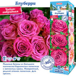Роза Блуберри (Чайно-гибридная) 1шт