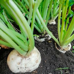 Репа РУССКИЙ ДЕЛИКАТЕС  Выдающиеся вкусовые качества! - Уральский дачник фото 2