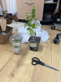 Мята Земляника мелколистная