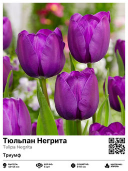 Тюльпан Negrita (Триумф) - Голландские луковицы фото 2
