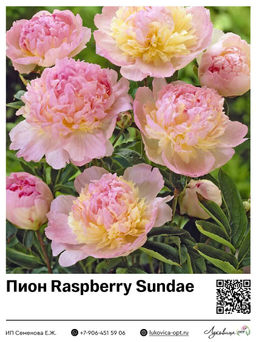 Пион Raspberry Sundae