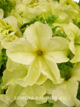 Петуния Софистика Лайм Грин кустовая крупноцветковая - Партнер фото 2