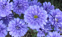 Астра Marie Ballard (Новобельгийская) - Голландские луковицы фото 2