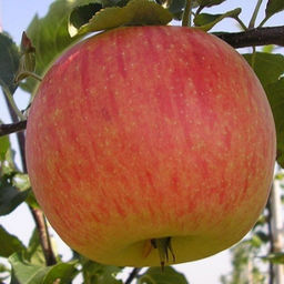 Яблоня Осеннее полосатое обыкновенная (саженец с этикеткой) 1шт