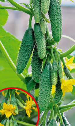 Огурец УЛЫБКА F1 Ультраскороспелый! Пучковый! Вкуснейший! Без горечи! Не перерастает!