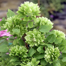 Клематис Green Passion (Махровый) - Голландские луковицы фото 2